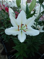 [3262 Silverio World B No202.JPG]